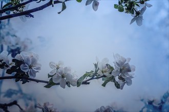 Apple tree branch with blossoming flakes on a cloudy day
