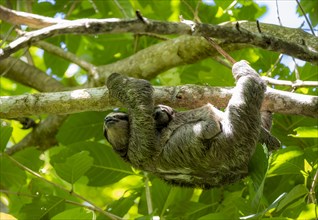 A three-toed sloth