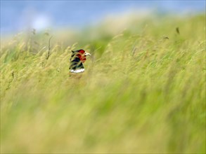 Pheasant