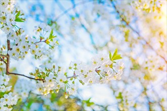 Sunny spring flowers of blossoming cherry tree instagram style