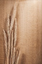 Wheat ears on oak board with copy field