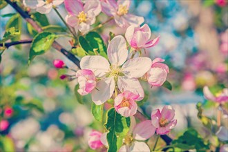 Floral spring background blossom of apple tree with white pink flowers instagram style