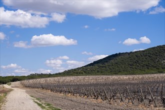 Vineyard in spring in the Ribera del Duero appellation area in the province of Valladolid in Spain