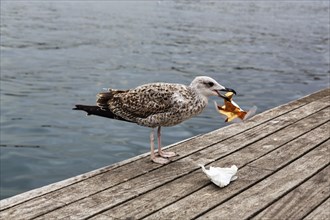 Juvenile gull with shiny paper in its beak