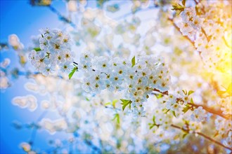 Cherry tree with beautiful flowers floral background instagram style
