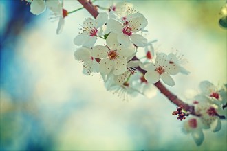 Single branch of blossoming cherry tree with white spring flowers instagram style