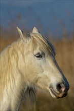 White horse hair portrait