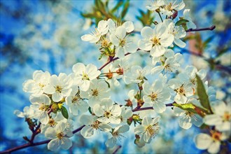 Branch with white flowers of cherry tree floral background instagram style