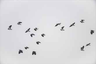 Northern lapwings