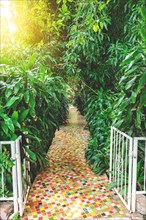 Beautiful concrete path in a home garden surrounded by plants
