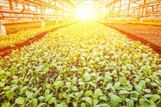 Small cabbage seedlings in a greenhouse plantation at sunset