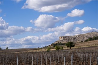 Vineyard in spring in the Ribera del Duero appellation area in the province of Valladolid in Spain