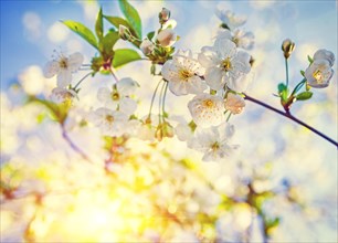 Close up view flowers of blossoming cherry tree with translucent sun floral background instagram style