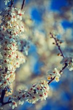 Blossoming branches of cherry tree floral background inatagram style