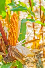 Close-up of an ear of corn on a plant and blurred background