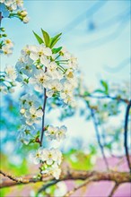 Close up view on single branch of blossoming cherry tree with sky background instagram style