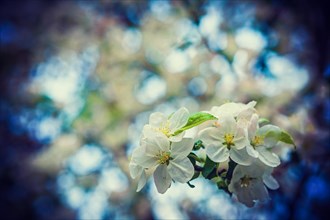 Little branch of blossoming cherry tree on blurred floral background inatagram style
