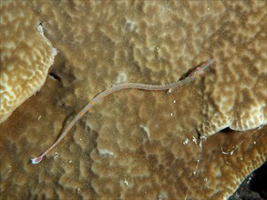 Black-breasted pipefish