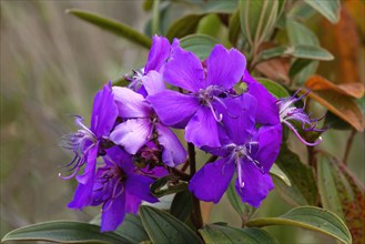 Purple glory flower