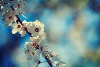 Flowers of blossoming cherry tree on branch with blurred background instagram style