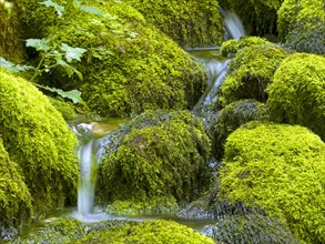 Water flowing over mossy stones