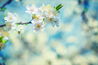 Blossoming branch of cherry tree on blurred background instagram style