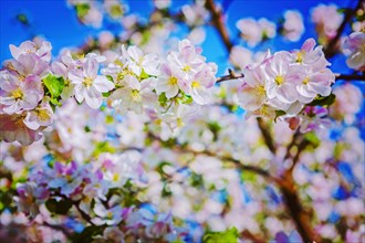 Floral background blossoming flowers of apple tree instagram style