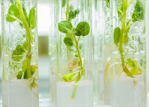 Macro photography of potato plants in laboratory tubes with culture medium