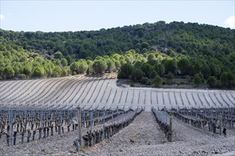 Vineyard in spring in the Ribera del Duero appellation area in the province of Valladolid in Spain