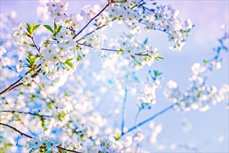 Blossoming branch of cherry tree on blurred background with abstract colours instagram style