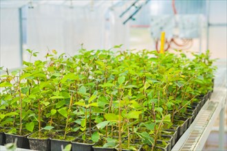 Growing of a plum tree seedlings in greenhouse