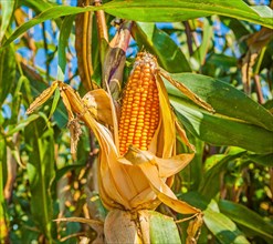 Ear of ripe corn on beauty blurred background