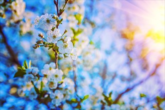 Flowers on twig of cherri tree floral background instagram style