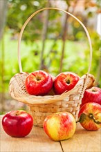 Fresh ripe apples in the basket and table in the garden
