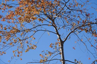 Tree with reddish leaves in the fall