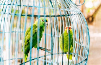 Portrait of two beautiful green parrots in a cage. Two beautiful and colorful yellow-naped parrot in a cage