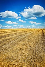 View of a harvested wheat field with a cloudy sky