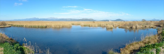 Panoramic view of a tranquil water landscape with reeds and a clear sky