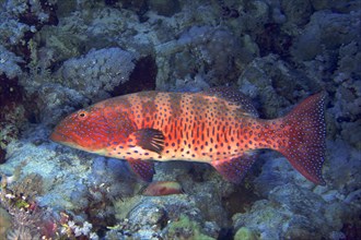 Red Sea trout perch