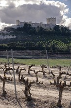 Landscape of vineyards and Penafiel castle in the Ribera del Duero appellation area in the spring in the province of Valladolid in Spain
