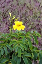 Adenocalymma pedunculatum flower