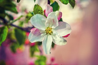 Apple tree blossom on blurred background instagram style