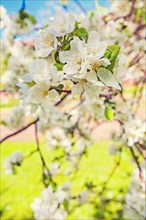 Close up view on branch of blossoming apple tree with white flowers floral background instagram style