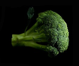 Fresh vivid green broccoli on black background