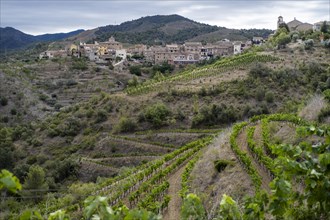 Panoramic of the village of Masroig among vineyards during spring in the Priorat designation of origin region in Catalonia in Spain