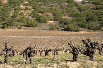 Vineyard in spring in the Ribera del Duero appellation area in the province of Valladolid in Spain