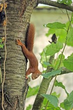 Eurasian red squirrel