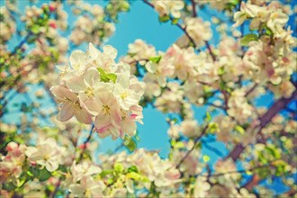 Floral view blossom of apple tree on blurred sky background instagram stile
