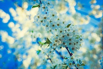 Small branch of cherry tree with white flowers floral background inatagram style