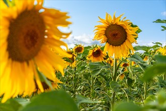 Detail of some sunflowers in a wonderful panoramic view of the sunflower field in summer